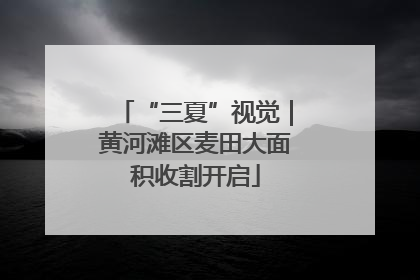 “三夏”视觉｜黄河滩区麦田大面积收割开启