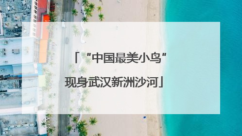 “中国最美小鸟”现身武汉新洲沙河