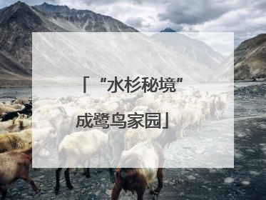 “水杉秘境”成鹭鸟家园