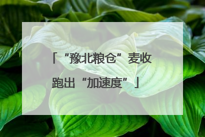 “豫北粮仓”麦收跑出“加速度”