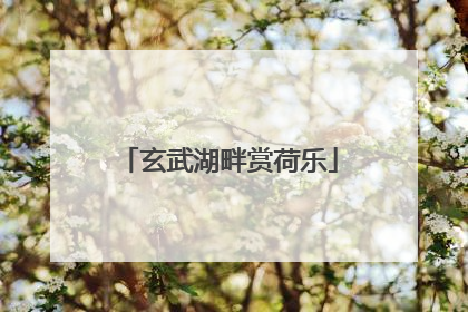 玄武湖畔赏荷乐
