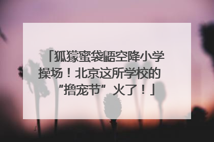 狐獴蜜袋鼯空降小学操场！北京这所学校的“撸宠节”火了！