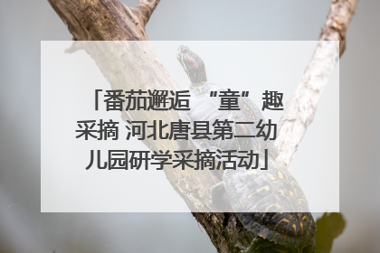 番茄邂逅 “童”趣采摘 河北唐县第二幼儿园研学采摘活动