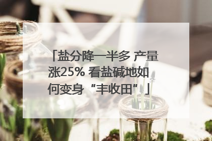 盐分降一半多 产量涨25% 看盐碱地如何变身“丰收田”
