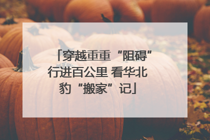 穿越重重“阻碍”行进百公里 看华北豹“搬家”记
