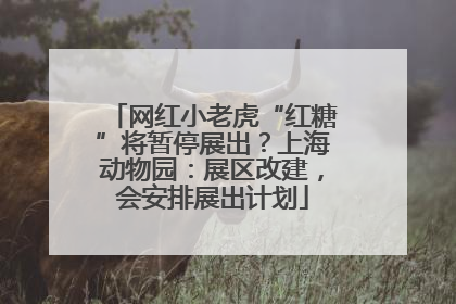 网红小老虎“红糖”将暂停展出？上海动物园：展区改建，会安排展出计划