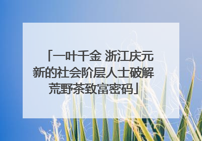 一叶千金 浙江庆元新的社会阶层人士破解荒野茶致富密码