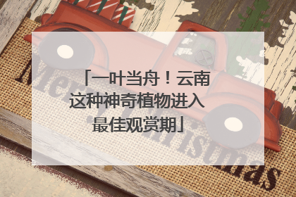一叶当舟！云南这种神奇植物进入最佳观赏期