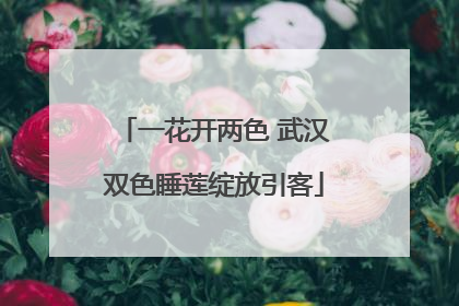 一花开两色 武汉双色睡莲绽放引客