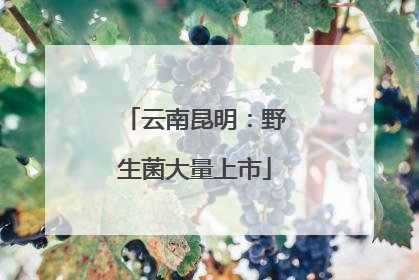 云南昆明：野生菌大量上市