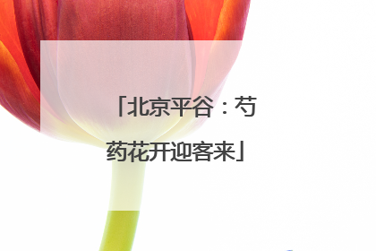 北京平谷：芍药花开迎客来