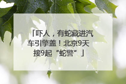 吓人，有蛇藏进汽车引擎盖！北京9天接9起“蛇警”