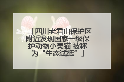 四川老君山保护区附近发现国家一级保护动物小灵猫 被称为“生态试纸”