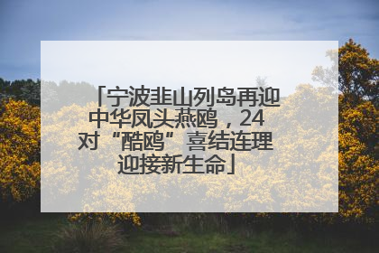 宁波韭山列岛再迎中华凤头燕鸥，24对“酷鸥”喜结连理迎接新生命