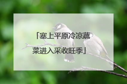塞上平原冷凉蔬菜进入采收旺季