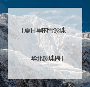 夏日里的雪珍珠——华北珍珠梅