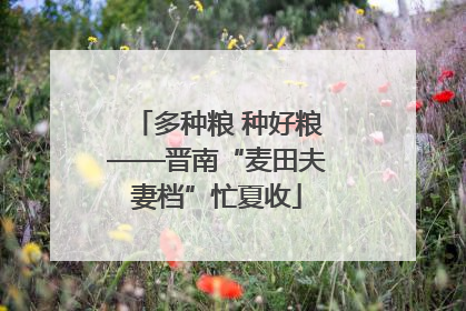 多种粮 种好粮——晋南“麦田夫妻档”忙夏收