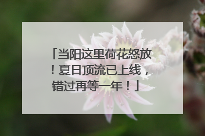当阳这里荷花怒放！夏日顶流已上线，错过再等一年！