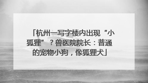 杭州一写字楼内出现“小狐狸”？兽医院院长：普通的宠物小狗，像狐狸犬