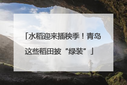 水稻迎来插秧季！青岛这些稻田披“绿装”