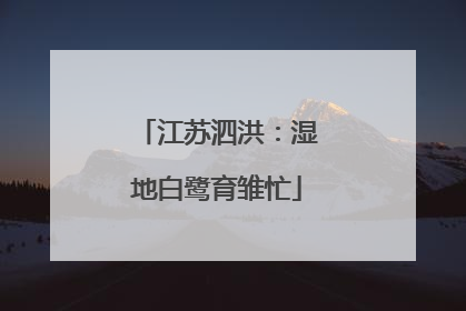 江苏泗洪：湿地白鹭育雏忙