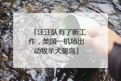 汪汪队有了新工作，美国一机场出动牧羊犬驱鸟