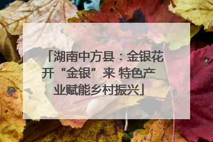 湖南中方县：金银花开“金银”来 特色产业赋能乡村振兴