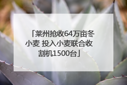 莱州抢收64万亩冬小麦 投入小麦联合收割机1500台