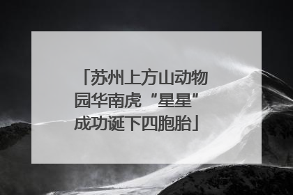 苏州上方山动物园华南虎“星星”成功诞下四胞胎