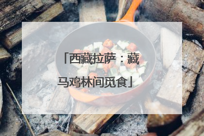 西藏拉萨：藏马鸡林间觅食