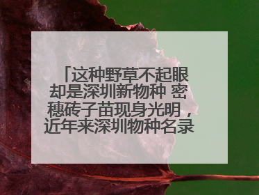 这种野草不起眼 却是深圳新物种 密穗砖子苗现身光明，近年来深圳物种名录不断刷新