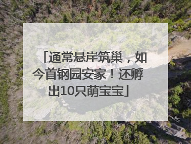 通常悬崖筑巢，如今首钢园安家！还孵出10只萌宝宝