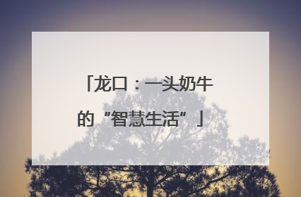 龙口：一头奶牛的“智慧生活”