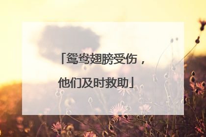 鸳鸯翅膀受伤，他们及时救助