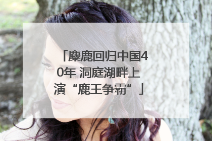 麋鹿回归中国40年 洞庭湖畔上演“鹿王争霸”