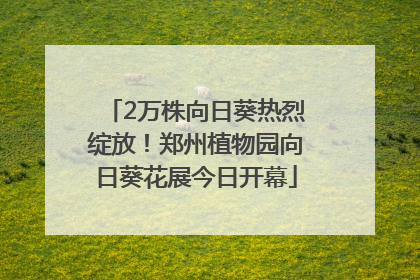 2万株向日葵热烈绽放！郑州植物园向日葵花展今日开幕
