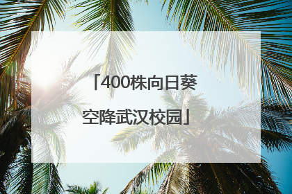 400株向日葵空降武汉校园