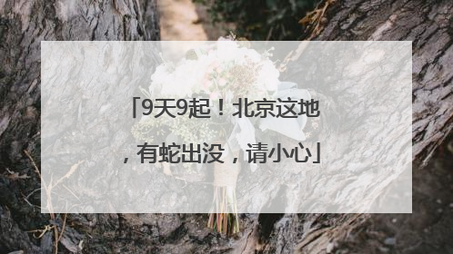 9天9起！北京这地，有蛇出没，请小心
